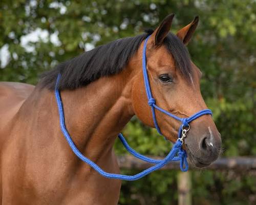 Rope halter with rein