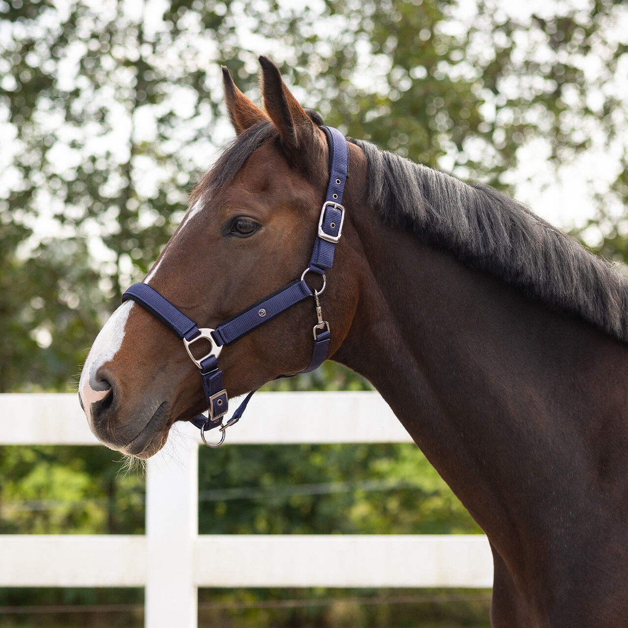 Head collar Deluxe - Image 2
