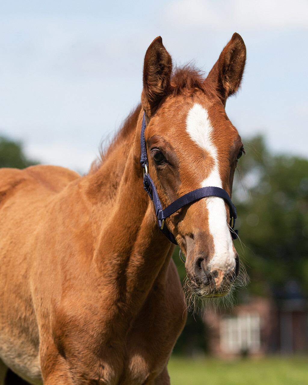 Head collar Pony Foal/ Shet Foal