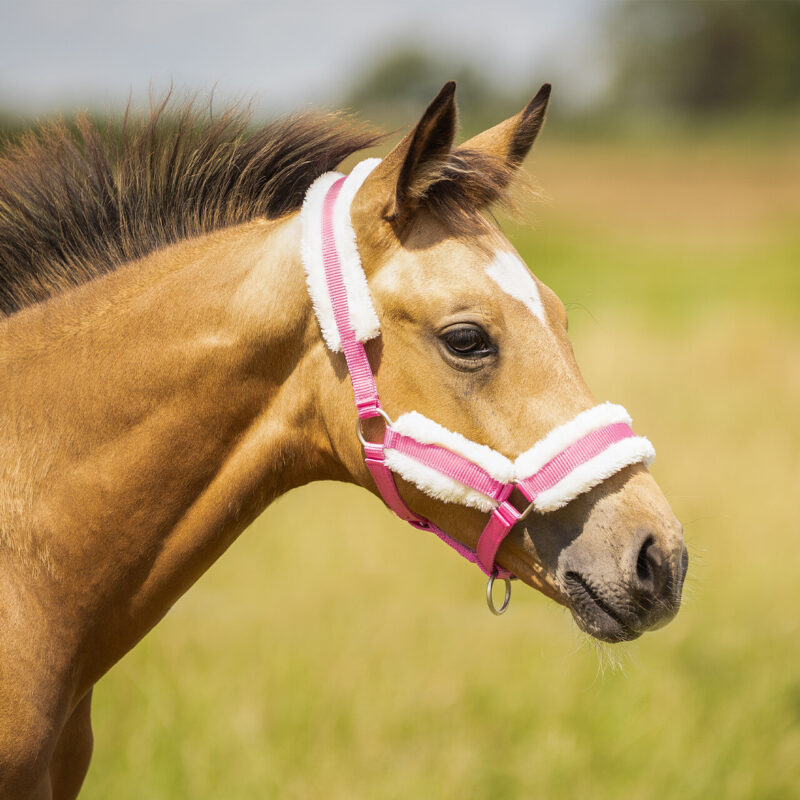 Head collar Shet/Pony Foal with fur