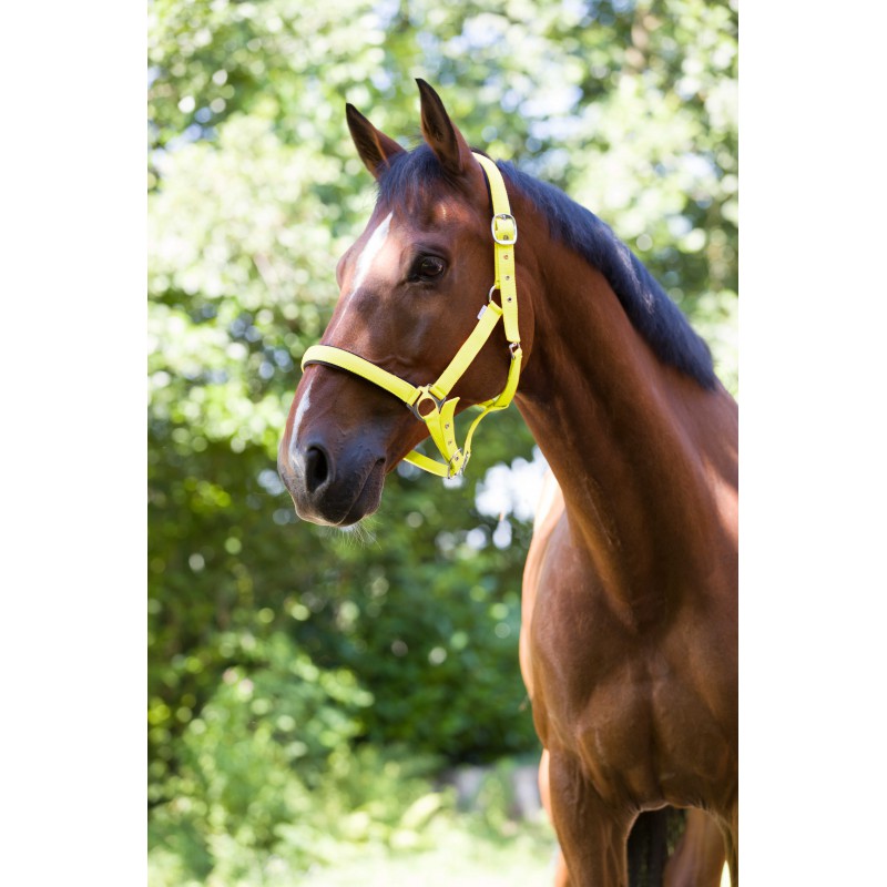 NORTON - Fluo Lined - Headcollar